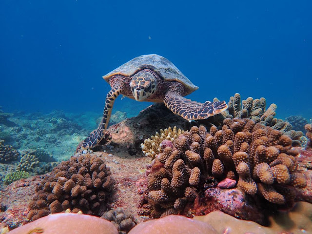 Cinnamon Hotels and Resorts unveils the unforgettable Maldivian experience through the chain’s first-ever best rate guaranteed promise